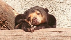 Animals Bears wildlife