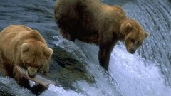 Animals Bears wildlife