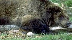 Animals Bears wildlife