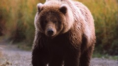 Animals Bears wildlife