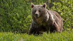 Animals Bears wildlife