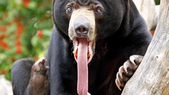 Animals Bears wildlife Sloth Bear