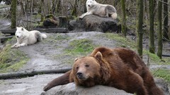 Animals Bears Wolves