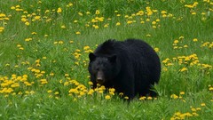 Animals Bears yellow flowers