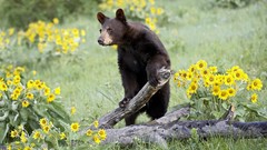 Animals Bears yellow flowers