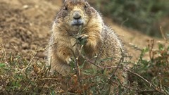 Animals Beavers Mammals