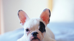 Animals beds Dogs animal