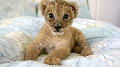 Animals beds Lions baby