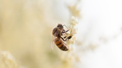 Animals bees insects