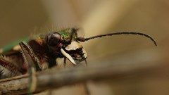 Animals beetle Beetles