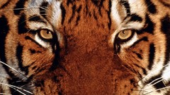 Animals bengal tigers