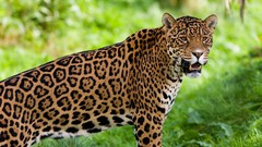 Animals big cats jaguars