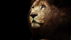 Animals big cats lion Mammals Simple Background