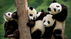 Animals bing panda bears