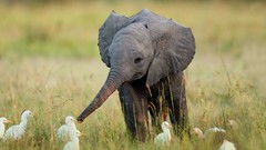 Animals Birds Africa funny elephants baby elephant baby animals