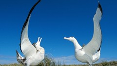 Animals Birds albatross