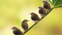 Animals Birds baby birds low resolution