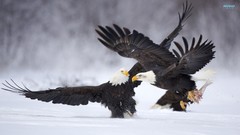 Animals Birds bald eagles