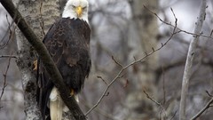 Animals Birds bald eagles