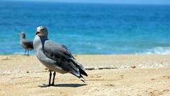 Animals Birds Beaches