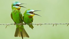 Animals Birds Bee Eaters