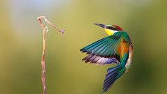 Animals Birds Bee Eaters