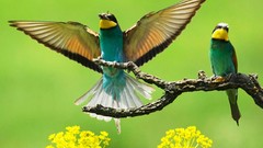 Animals Birds Bee Eaters