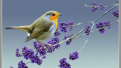 Animals Birds Berries robins