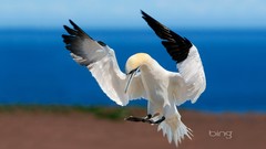 Animals Birds bing gannets
