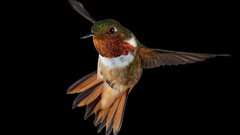Animals Birds black background hummingbirds