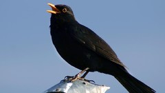 Animals Birds blackbird