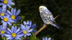 Animals Birds budgerigar parakeets