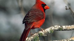 Animals Birds cardinal Northern Cardinal