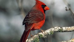 Animals Birds cardinal Northern Cardinal