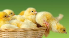 Animals Birds Chickens baskets chicks (chickens) baby birds