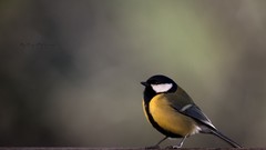 Animals Birds close-up