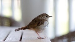 Animals Birds close-up