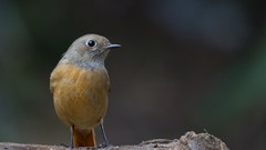 Animals Birds close-up