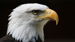 Animals Birds close-up bald eagles