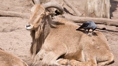 Animals Birds coat crows Goats