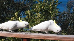 Animals Birds cockatoo