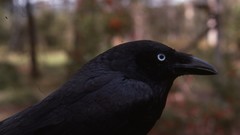 Animals Birds crows corvus