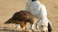 Animals Birds Dogs Dalmatians Eagles