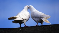 Animals Birds doves affection