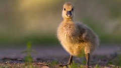Animals Birds duckling baby birds