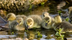 Animals Birds Ducks duckling baby birds