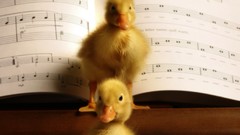 Animals Birds Ducks duckling musical baby birds musical notes