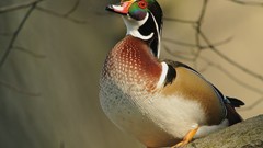 Animals Birds Ducks wood duck