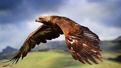 Animals Birds eagle wings flying