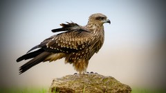 Animals Birds Eagles